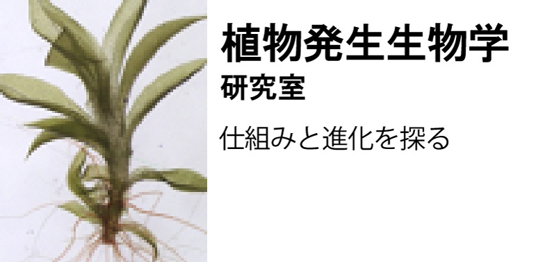 植物発生生物学