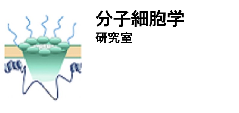 分子細胞学
