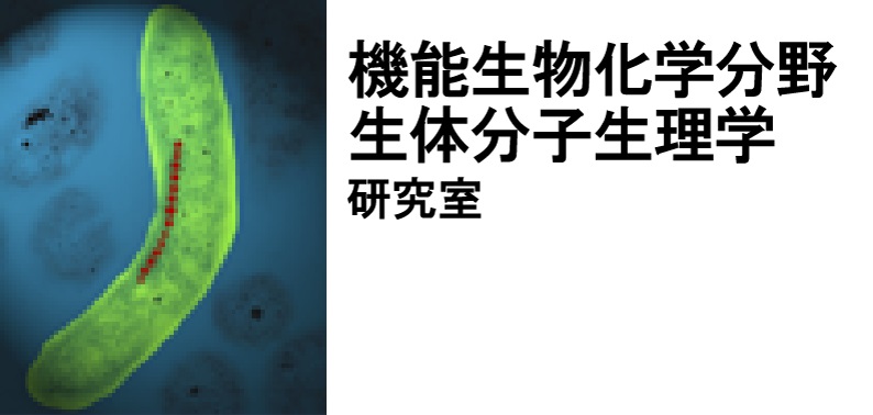 機能生物化学分野 生体分子生理学